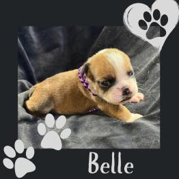 English bulldog puppy 