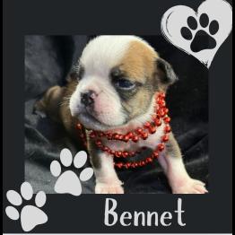 English bulldog puppy for sale 