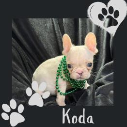 Frenchie for sale 