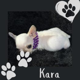 Frenchie for rehome 