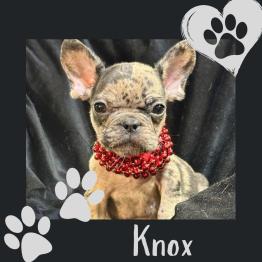 Male French Bulldog puppy