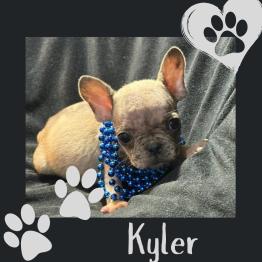Frenchie for sale 