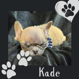 Frenchie for sale 