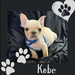 Frenchie bulldog for sale 