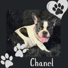 Frenchie female for sale 