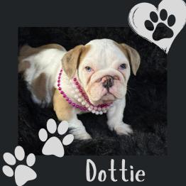 English bulldog puppy