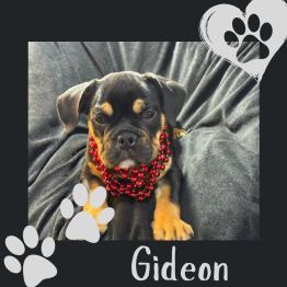 Black tri English bulldog puppy