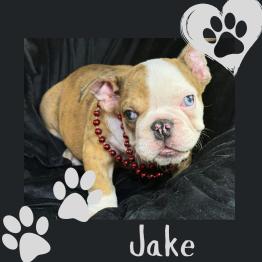 English bulldog puppy for sale 