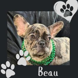 Merle French Bulldog 