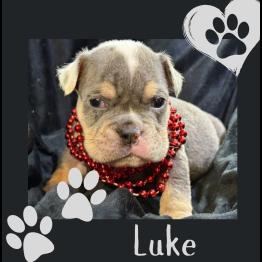 Merle English bulldog puppy