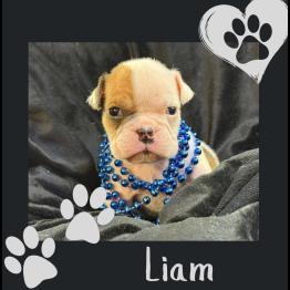 English bulldog puppy