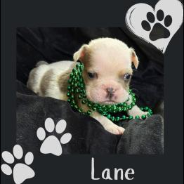 English bulldog puppy 