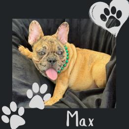 Frenchie for rehome 
