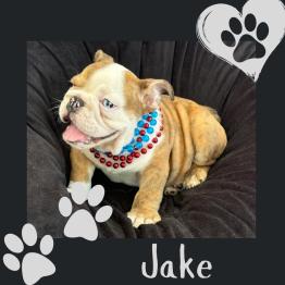 Merle English bulldog puppy
