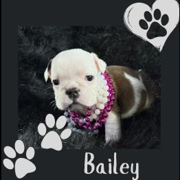 English bulldog puppy 