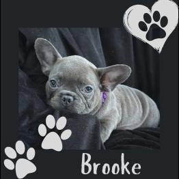 Frenchie for sale 