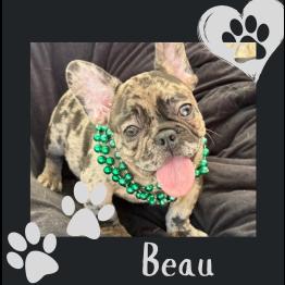 Merle Frenchie 