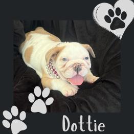 English bulldog puppy 
