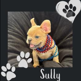 Frenchie for sale 
