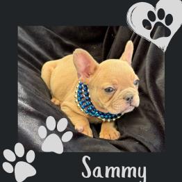 Frenchie puppy 