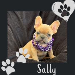 Female Frenchie puppy 