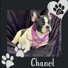 French bulldog puppy 