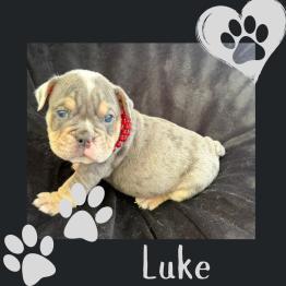 English bulldog puppy rehome 