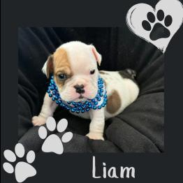 Red and white English Bulldog puppy 