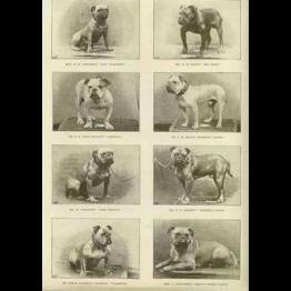 History of the Bulldog