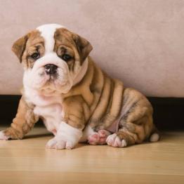 English Bulldog Puppy
