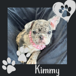 Frenchie for sale 