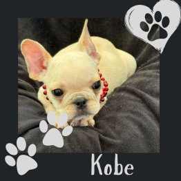 Frenchie for sale