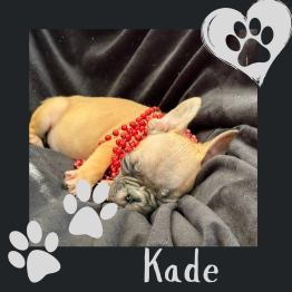 Frenchie for sale 