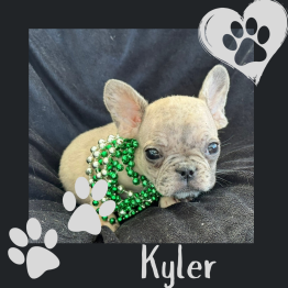 Frenchie for sale