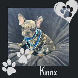 Male Frenchie for sale 