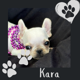 Frenchie for sale 