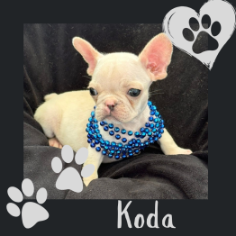 Frenchie for sale 