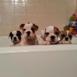 English bulldog puppy bathing tips