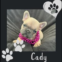 Frenchie puppy for sale 