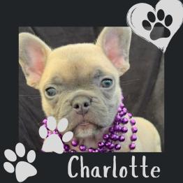 Frenchie puppy for sale 