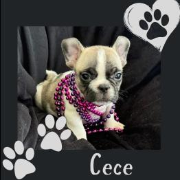 Frenchie for sale