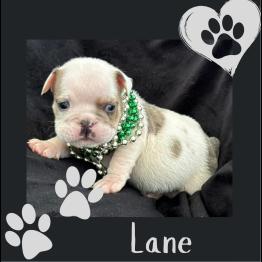 English bulldog puppy 