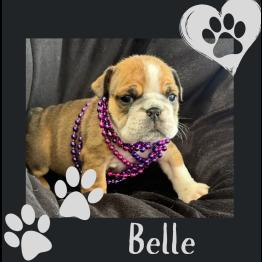 English Bulldog puppy 