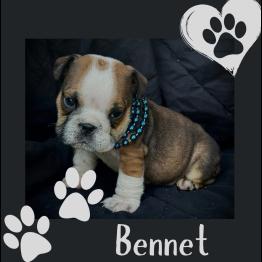 English bulldog puppy