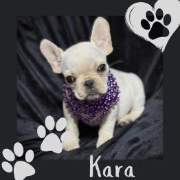 Frenchie for sale 
