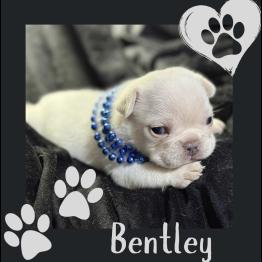 French bulldog puppy for sale 