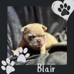 Merle frenchie puppy 