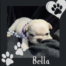 French bulldog puppy for sale 