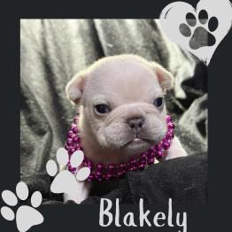 Frenchie for sale 