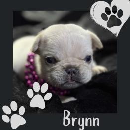 French bulldog puppy for sale 